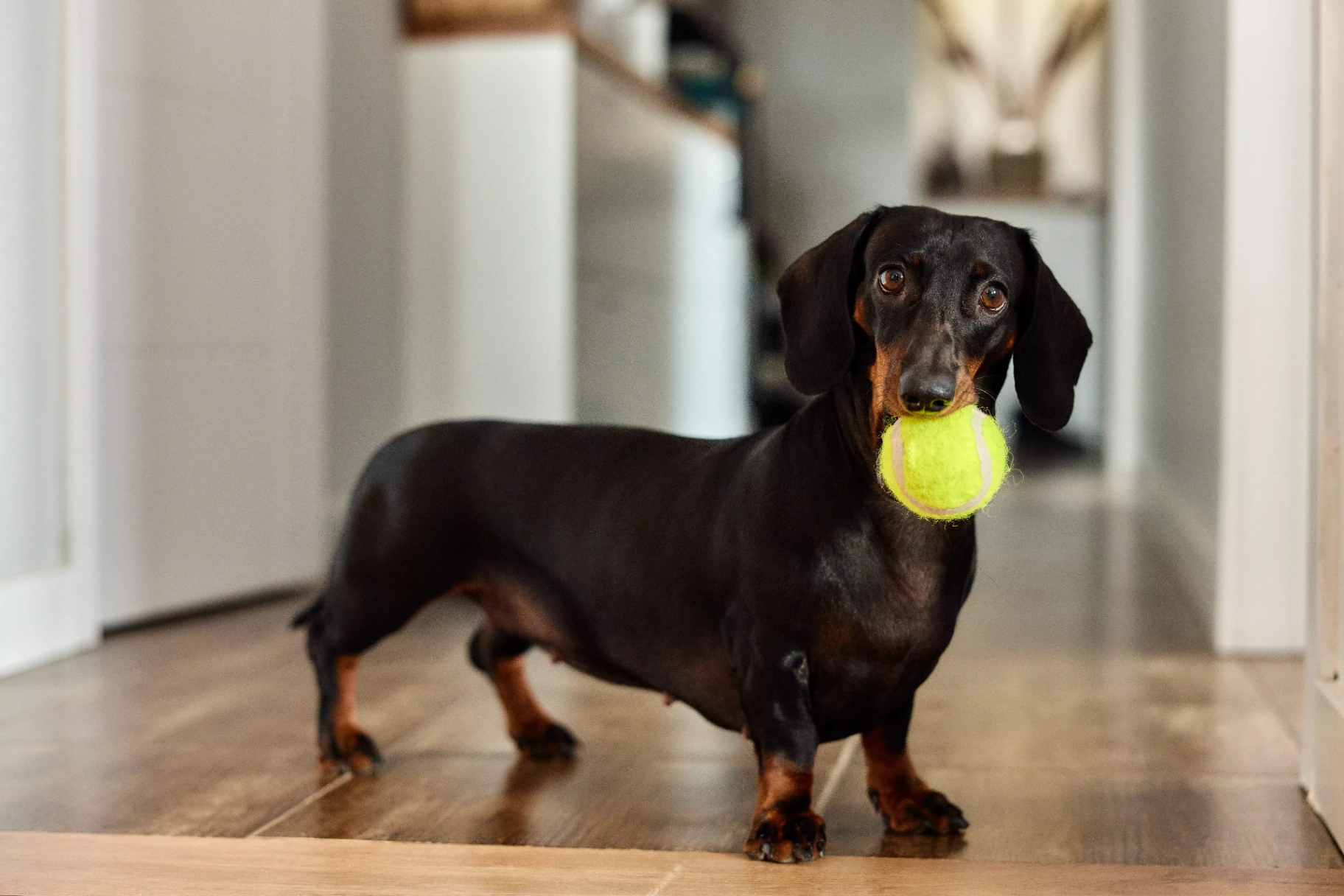 8 raças de cachorros ideais para ter no seu apê